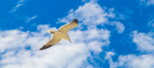 Flying seagull bird with blue sky background Holbox island Mexico.