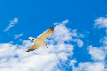 Flying seagull bird with blue sky background Holbox island Mexico.