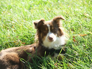 Miniaussie in der Wiese