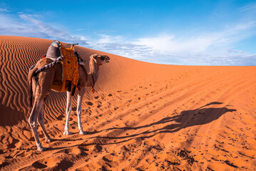 Caravan camel standing on sand dunes in sahara desert against sky, Bedouin camel with saddle...