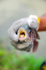 Egg into the mouth of female Tilapia