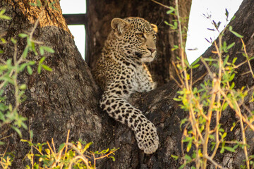 leopard in tree