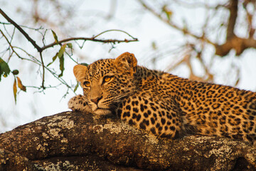 leopard in tree © Alex