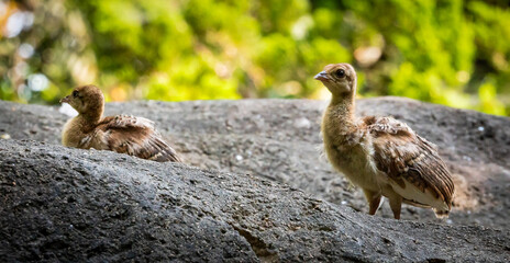 Peachicks or baby peacocks foraging in the rocks at a zoo in Chattanooga Tennessee.