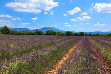 Plakat Lavendel in der Provence
