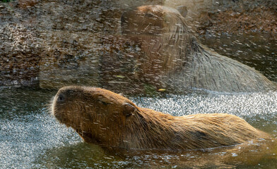 Giant Capybara enjoying water from a hose at the zoo. A native to South American and located here in Tennessee. 