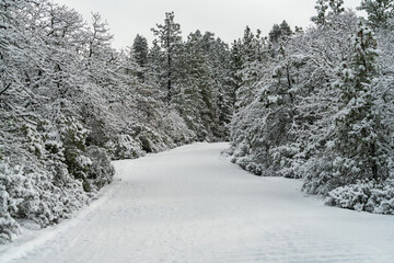 Snow Covered Road