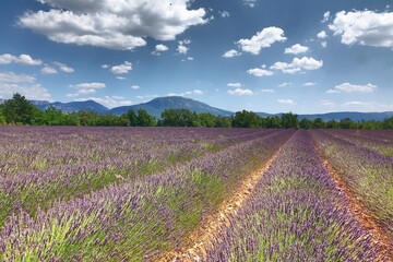 Obraz na płótnie Canvas Lavendel in der Provence
