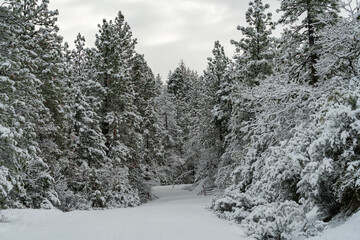 Snow Covered Road