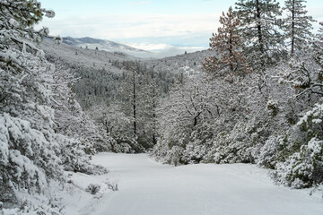 Snow Covered Road