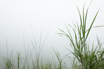 foggy grass