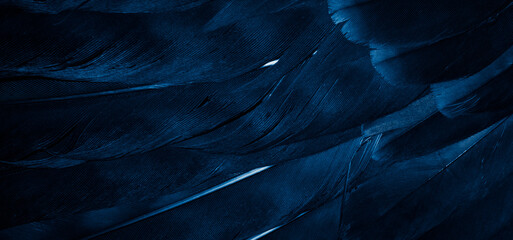 Fototapeta blue hawk feathers with visible detail. background or texture obraz