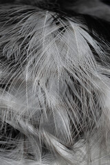 black and white feathers with visible details. background or textura