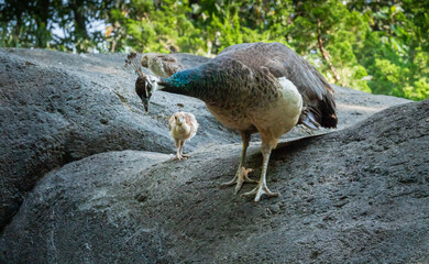 Peacock mother and peachicks foraging in the rocks at a zoo in Chattanooga Tennessee.,