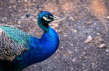 Fototapeta premium Samiec pawia siedzący na płocie na ścieżce w zoo w Tennessee.