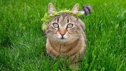 Naklejka na ściany i meble Cat on the background of green grass with wreath on its head.