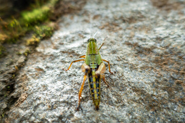 Grasshopper