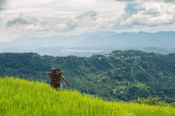 Rice field