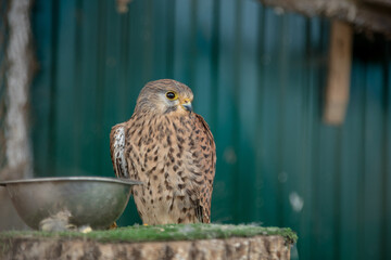 The kestrel is sitting in the aviary. Keeping birds in captivity.