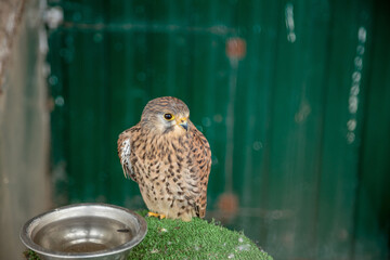 The kestrel is sitting in the aviary. Keeping birds in captivity.