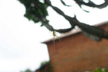 tiny spider