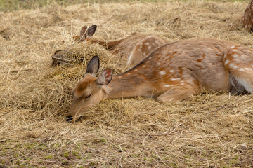Sika deer sit in an open-air cage among the hay.