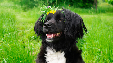 Porter of a dog on the background of green grass with wreath of flowers on its head.