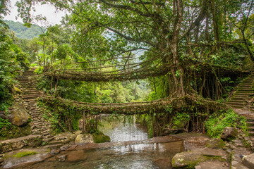Double decker living roots bridge of Meghalaya, India.