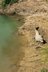 crocodile at rapti river