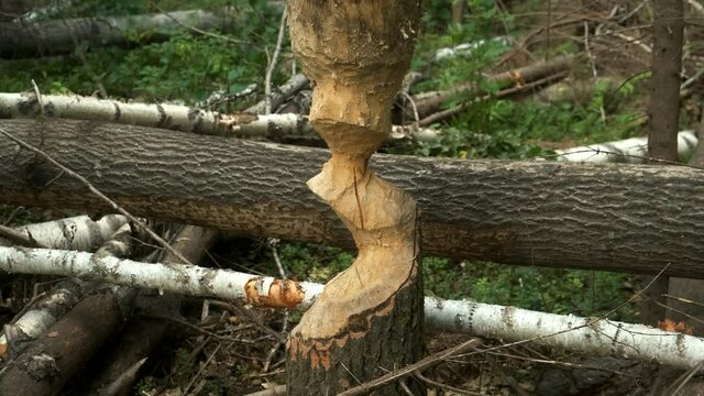 A tree, a pine tree that was gnawed by beavers in the forest. Teeth marks on trunk of tree, closeup view. Forest deadwood around a pine tree. Beaver habitat and activities.