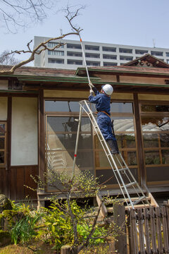 female gardener sawing branches in the park Koshikawa Korakuen