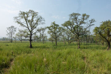 trees on meadow