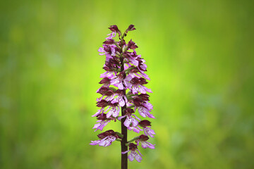 Wild Lady orchid (Orchis pupurea) inflorescence against bright green bokeh background (Kaiserstuhl...
