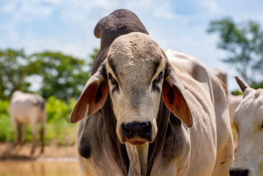 Bull brahma hotsell