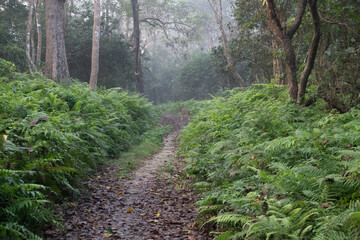 jungle trail