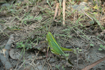 grasshopper