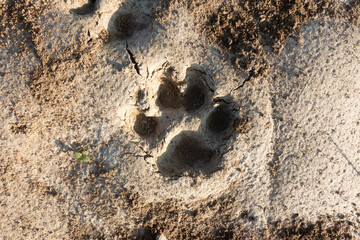 Tiger footprint