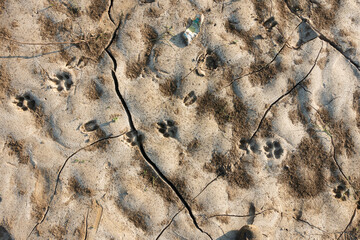 mudcrack footprints