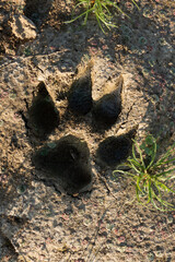 jungle cat footprint
