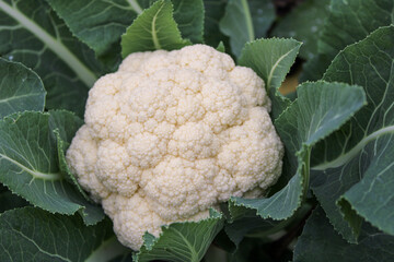 Cavolfiore maturo