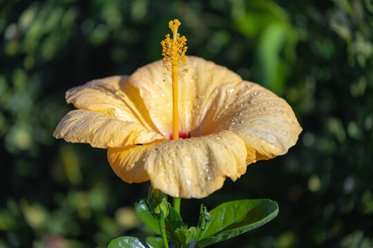 Selective focus yellow flower of Hibiscus, Rosemallows is a genus of flowering plants in the mallow family, The genus is quite large comprising several hundred species, Natural floral background.