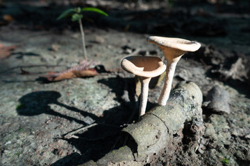 Jungle Mushroom 2