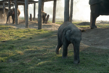 baby elephant