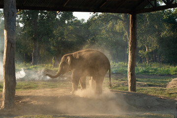 asian baby elephant