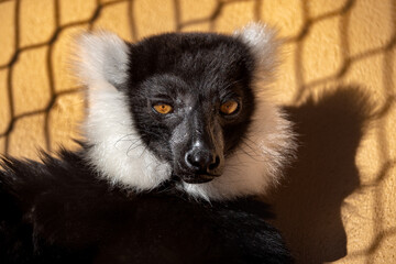 black and white lemur
