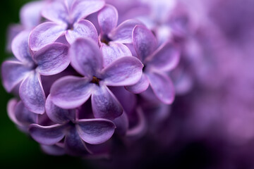 Close Up of Purple Lilac