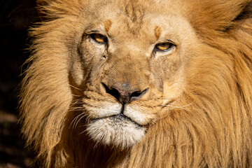 Male Lion
