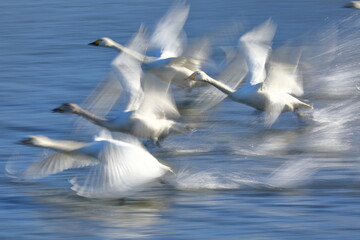 埼玉県比企郡川島町の越辺川の白鳥飛来地　飛び立つ白鳥