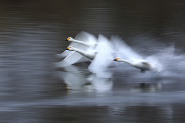 埼玉県比企郡川島町の越辺川の白鳥飛来地　飛び立つ白鳥