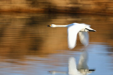埼玉県比企郡川島町の越辺川の白鳥飛来地　飛び立つ白鳥